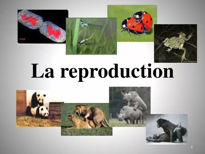 la reproduction
