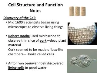 Cell Structure and Function Notes Discovery of the Cell :