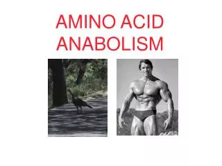 AMINO ACID ANABOLISM