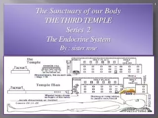 The Sanctuary of our Body THE THIRD TEMPLE Series 2 The Endocrine System By : sister rose