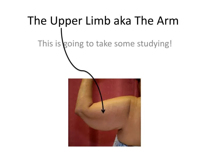 the upper limb aka the arm