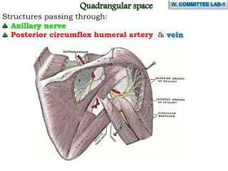 Quadrangular space Structures passing through: Axillary nerve