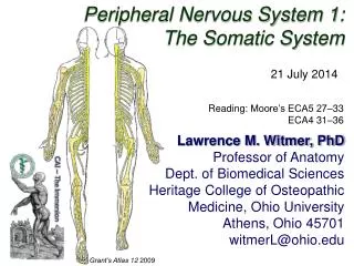 Peripheral Nervous System 1: The Somatic System