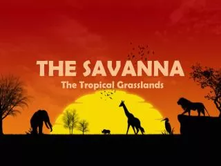 THE SAVANNA