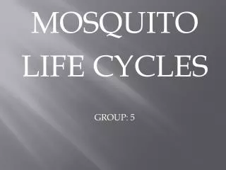 MOSQUITO LIFE CYCLES GROUP: 5