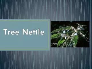 Tree Nettle