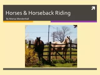 Horses &amp; Horseback Riding
