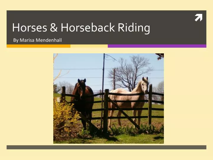 horses horseback riding