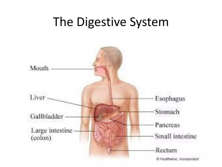 the d igestive system
