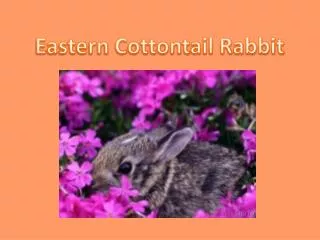 Eastern Cottontail Rabbit