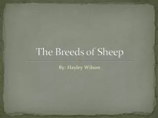 The Breeds of Sheep