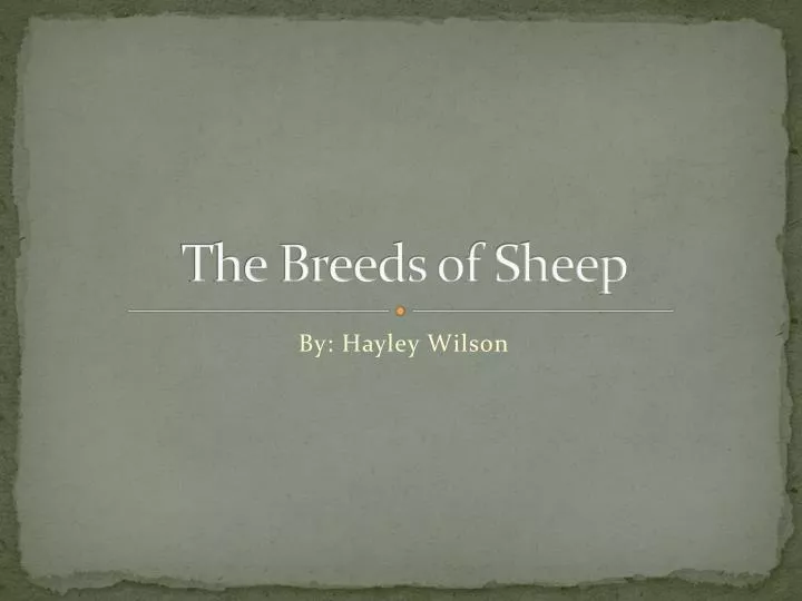 the breeds of sheep