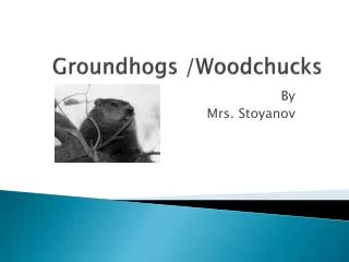 Groundhogs /Woodchucks