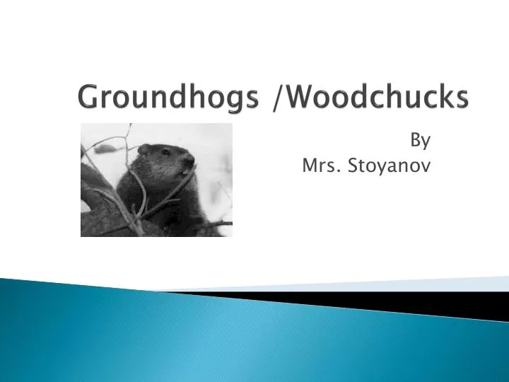 groundhogs woodchucks