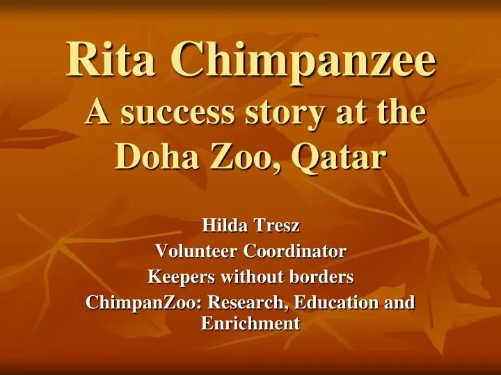rita chimpanzee a success story at the doha zoo qatar