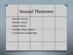 Annual Threeawn - slide 1