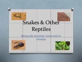 Snakes &amp; Other Reptiles