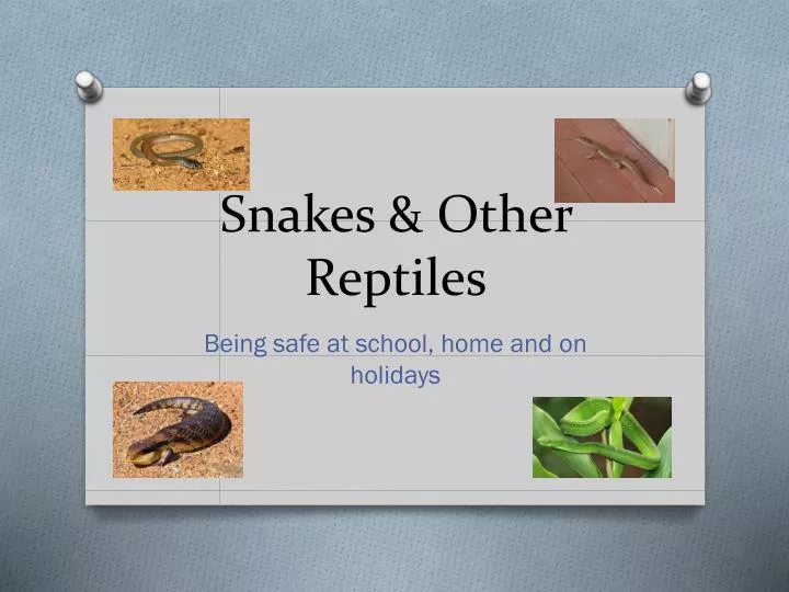 snakes other reptiles