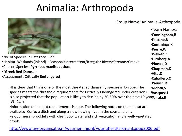 animalia arthropoda