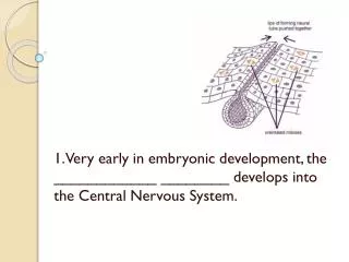 1 very early in embryonic development the develops into the central nervous system