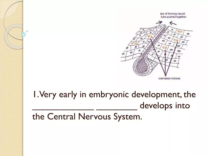 1 very early in embryonic development the develops into the central nervous system