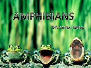 AMPHIBIANS