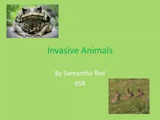 Invasive Animals