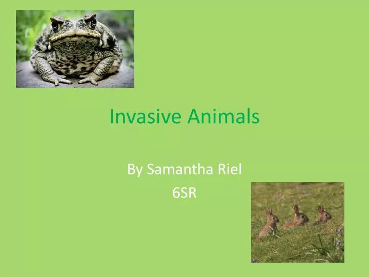 invasive animals