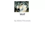 Wolf - slide 1