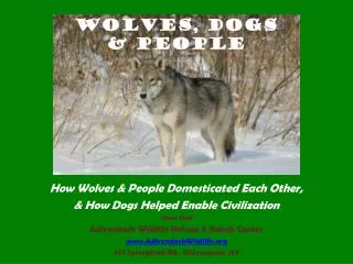 How Wolves &amp; People Domesticated Each Other, &amp; How Dogs Helped Enable Civilization Steve Hall
