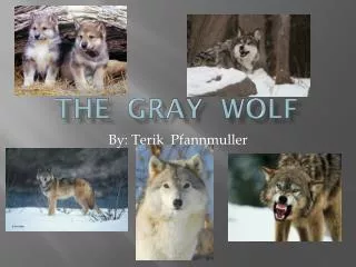 The Gray wOLF