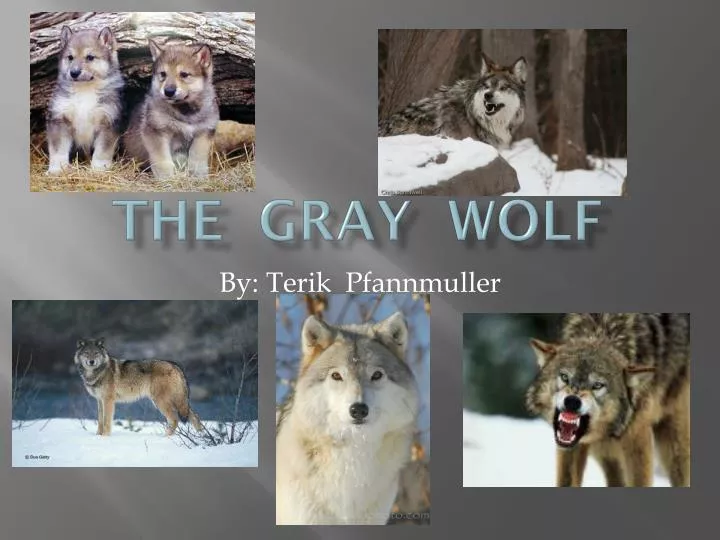 the gray wolf