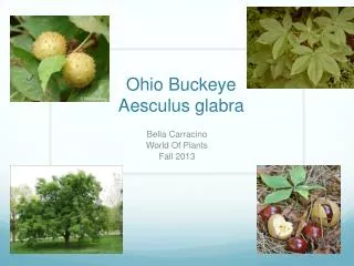 Ohio Buckeye Aesculus g labra