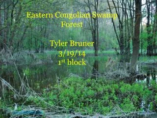 Eastern Congolian Swamp Forest Tyler Bruner 3/19/14 1 st block