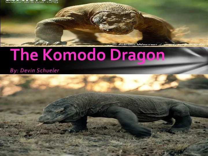 the komodo dragon