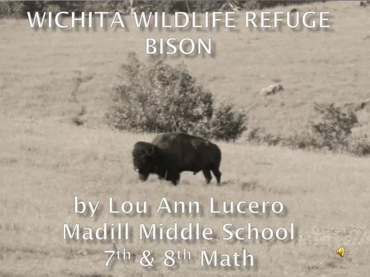 wichita wildlife refuge bison by lou ann lucero madill middle school 7 th 8 th math