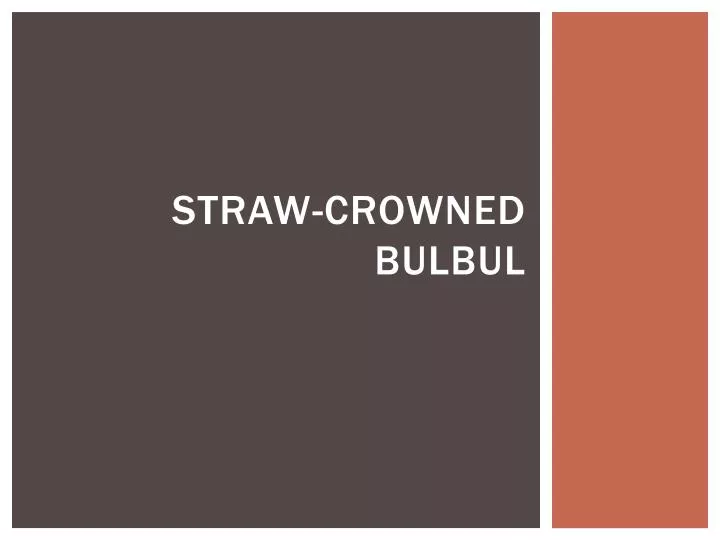 straw crowned bulbul