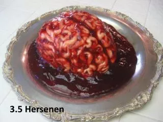 3 5 hersenen