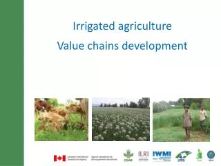 Irrigated agriculture Value chains development