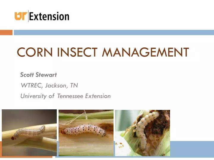 corn insect management