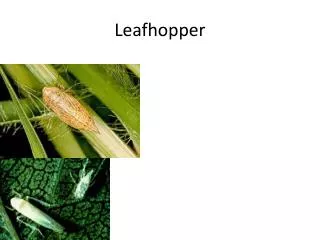 Leafhopper