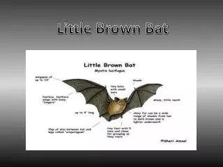 Little B rown Bat