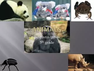 animals