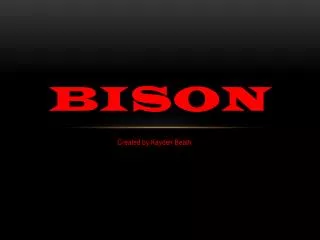 bison