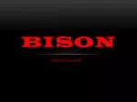 Bison - slide 1