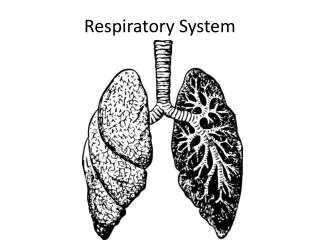 respiratory system