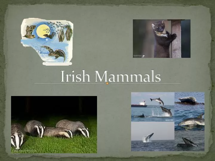 irish mammals