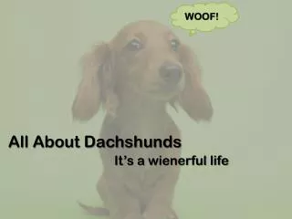 All About Dachshunds