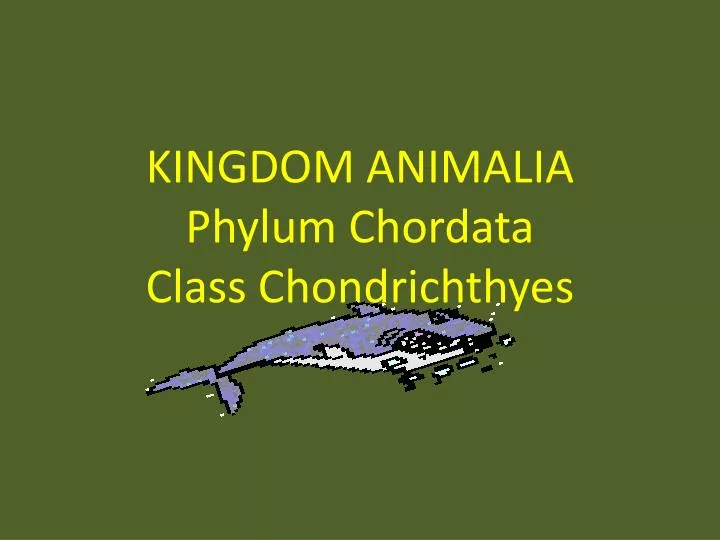 kingdom animalia phylum chordata class chondrichthyes