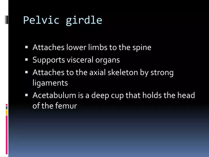 pelvic girdle